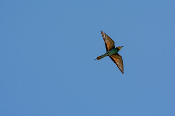bee eater in flight against blue sky