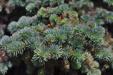 a lush green spruce branch