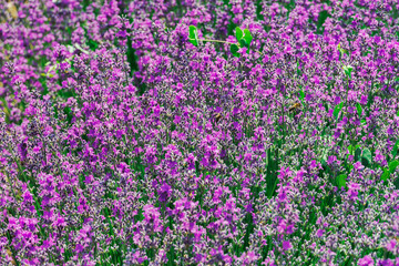 Lavender field with magenta colors. Day view close up focus on blooming Lavandula flowers with violet bushes and bees on an agricultural terrain in Chalkidiki, Greece.