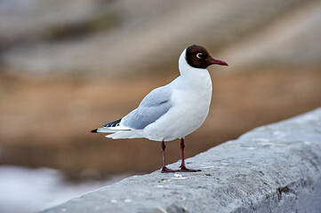 A seagull stands on a gray concrete parapet