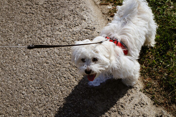 A maltese dog puppy waiting on the rope at a walk - obrazy, fototapety, plakaty