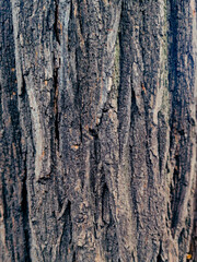 Texture of bark wood use as natural background