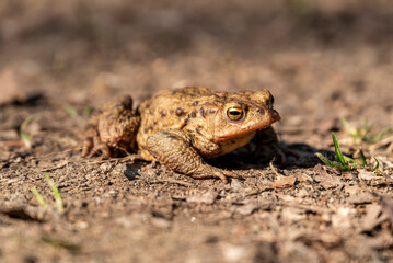 Close-up of a common toad or European toad (bufo bufo), perfectly camouflaged on a forest path in...