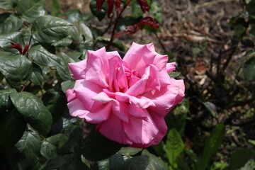 pink rose bush