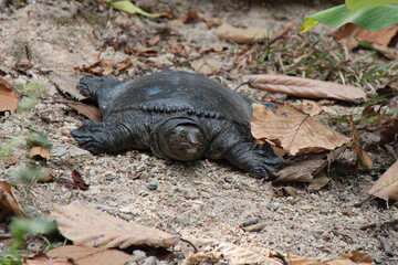 turtle in a zoo in thailand