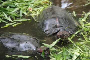 turtle in a zoo in thailand