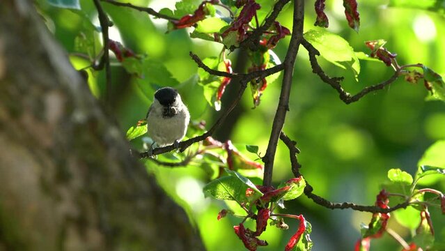 Willow Tit brings food for chickens (Poecile montanus) - (4K)