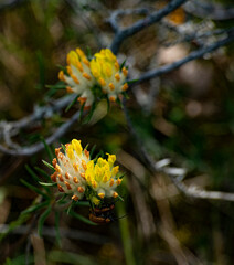 fleurs du causse et du jardin
