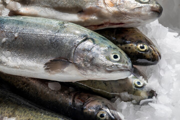 Detailaufnahme von vielen kochfertigen Fischen auf Crushed Ice.