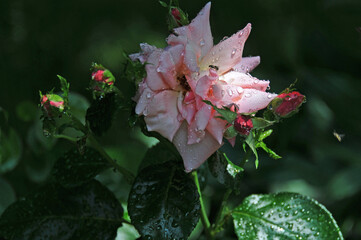 Pink rose with rain dreops and bee