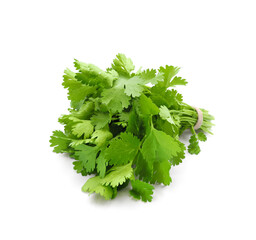 Fresh cilantro or coriander bunch isolated on white background   