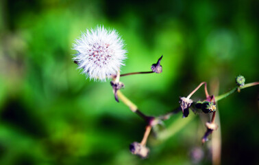Common dandelion flower close up