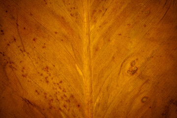 Closeup gold leaves for background.