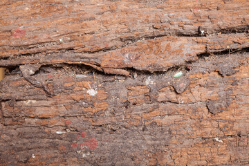 Old wood cracked and dust background texture.