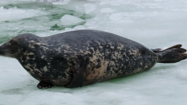 Earless, true seal or phocid rolls over on wet ice, dives into hole. Cute animal looking around, moving to open sea. Pinniped mammal crawling on frozen surface and hiding under water. Winter day