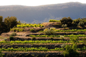landscape of vineyards in the Priorat wine region in Tarragona in Spain