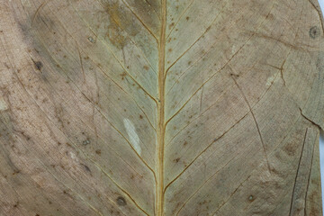 Pattern dry leaves closeup background.