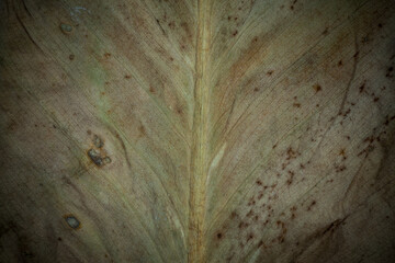 Pattern leaves closeup background.