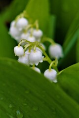 lily of the valley