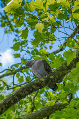  The Fauna and flora in macro and close-up photography on the Howth Peninsula, Seashore of cliffs, bays and rocks landscape, hidden bay, spectacular scenery in sunny day,