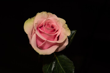 Yellow pink rose flower on dark background