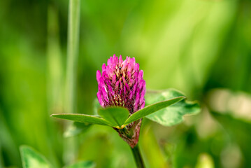 Vibrant photo of pink spring flower - selective focus