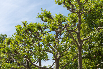 trees with beautiful branches and green leaves
