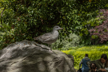  The Fauna and flora in macro and close-up photography on the Howth Peninsula, Seashore of cliffs, bays and rocks landscape, hidden bay, spectacular scenery in sunny day,