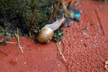 snail on a leaf