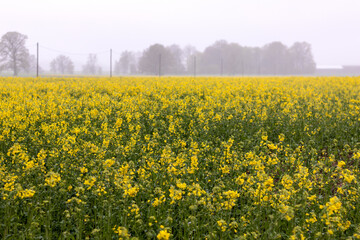 Obraz premium field of yellow flowers