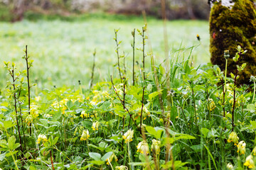 flowers in the grass