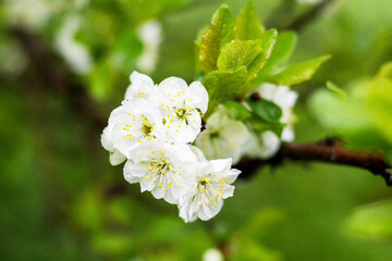 Obraz na płótnie Canvas white cherry blossom
