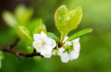 apple flower