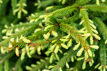 Fototapeta premium branch of a pine