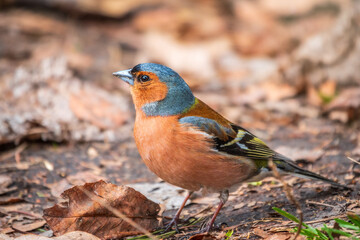 Common chaffinch, Fringilla coelebs, sits on the ground in spring. Common chaffinch in wildlife.
