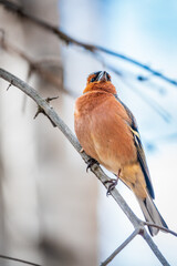 Common chaffinch, Fringilla coelebs, sits on a tree. Common chaffinch in wildlife.