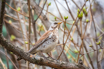 Fieldbird sits on a branch in spring with a blurred background.