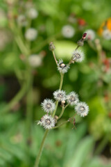 Orange hawkweed