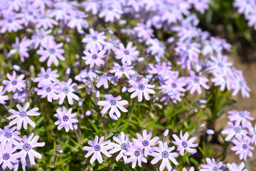 Creeping Phlox Fabulous Blue Violet