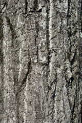 Small-leaved lime bark