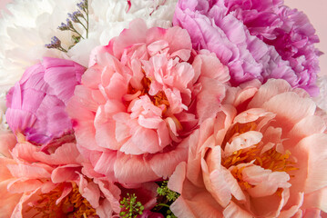 Abundance of Fresh bunch of Peonies Bouquet of different pink colors on light pink background. Card Concept, copy space for text