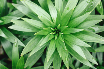 Fototapeta na wymiar Juicy green bright leaf for green background.