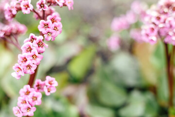 Bright pink delicate flowers for medicine and industry background