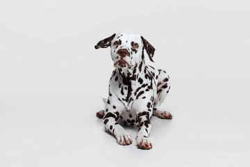 Young beautiful thoroughbred Dalmatian dog posing isolated over gray studio background. Concept of...