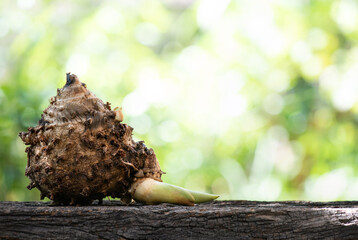 Curcuma zanthorrhiza rhizome on nature background.