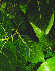 Noni plants in the Sidoarjo city park