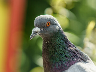 portret gołębia © Henryk Olszewski