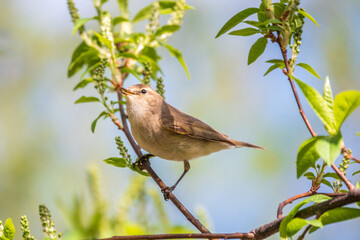 Common chiffchaff, lat. phylloscopus collybita, sitting on branch of bush in spring and looking for food