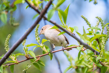 Common chiffchaff, lat. phylloscopus collybita, sitting on branch of bush in spring and looking for food