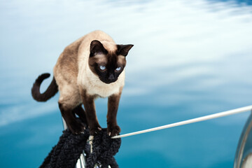 Siamese cat beautiful grown up jump on the rope on boat, water on background